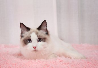 币安手机钱包app下载钱包